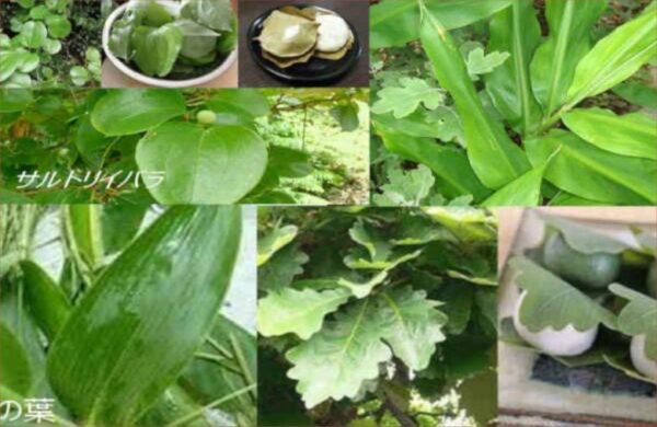 茗荷の葉っぱ・サルトリイバラの葉っぱで郷土食を包む