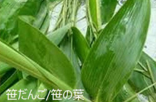 笹の葉っぱ